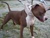 Amerikansk staffordshire terrier Aico R.I.P