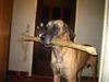Grand danois Theis (død) [ Himmelhund]