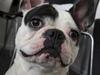 Fransk bulldog Cliff [ Himmelhund]