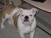 Engelsk bulldog Betty