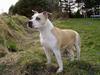 Amerikansk staffordshire terrier Ashare [ Himmelhund]