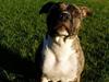 Amerikansk staffordshire terrier Nicki [ Himmelhund]