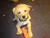 Labrador retriever (Formel 1) Kata