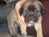 Mastiff Brutus