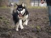 Alaskan malamute Jacky Demon