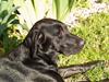 Labrador retriever Signe