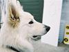 Hvid Schweizisk Hyrdehund Oscar (Himmelhund) [ Himmelhund]