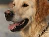 Golden retriever "Watch me" - *Chilli*