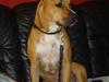 Amerikansk staffordshire terrier Zenta