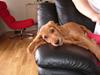 Cocker spaniel Channel