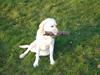 Labrador retriever Agnes