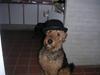 Airedale terrier Beau's Bon Garcon 