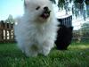 Pomeranian Alf