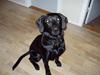 Labrador retriever Kato