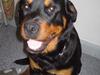 Rottweiler Emma