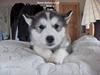 Alaskan malamute Gimle´s Kraka # død dece#