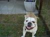 Engelsk bulldog Boris