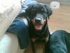 Blanding af racer Dina *Blevet Vagthund* [Tidl. hund]