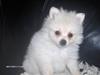 Pomeranian sofus