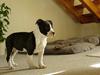 Amerikansk staffordshire terrier BABY