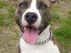 Amerikansk staffordshire terrier Annabell prinssesen *Rip*