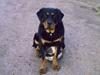 Blanding af racer Trine (Rip d. 24/5-2019)