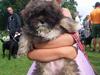 Lhasa apso pusle