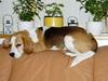 Beagle Tanne