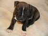 Amerikansk staffordshire terrier True-staff's Brindel king