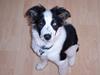 Border collie Nico