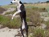 Whippet Abbie