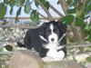 Border collie Ungerne 2007