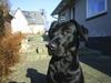 Labrador retriever Sofus (Formel 1)