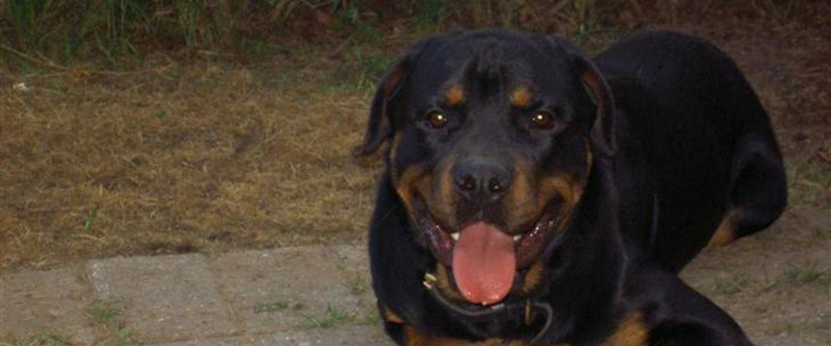 Rottweiler Tyson R.I.P - 2006 - Har den dejligste hund i ham,...
