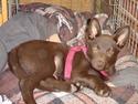 Australsk kelpie kalder ham DUI