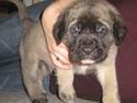 Mastiff Brutus