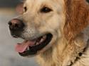 Golden retriever "Watch me" - *Chilli*