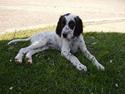 Engelsk setter Pibemølle Britney