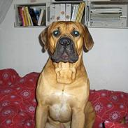 Boerboel sakai