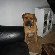 Boerboel sakai