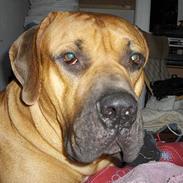 Boerboel sakai