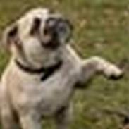 Engelsk bulldog Nanna