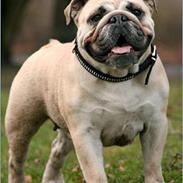 Engelsk bulldog Nanna