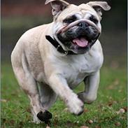 Engelsk bulldog Nanna