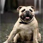 Engelsk bulldog Nanna