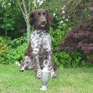 Kleiner münsterländer Lyngbylund's Gia