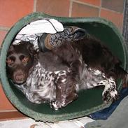 Kleiner münsterländer Lyngbylund's Gia