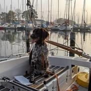 Kleiner münsterländer Lyngbylund's Gia