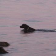 Kleiner münsterländer Lyngbylund's Gia