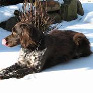 Kleiner münsterländer Lyngbylund's Gia